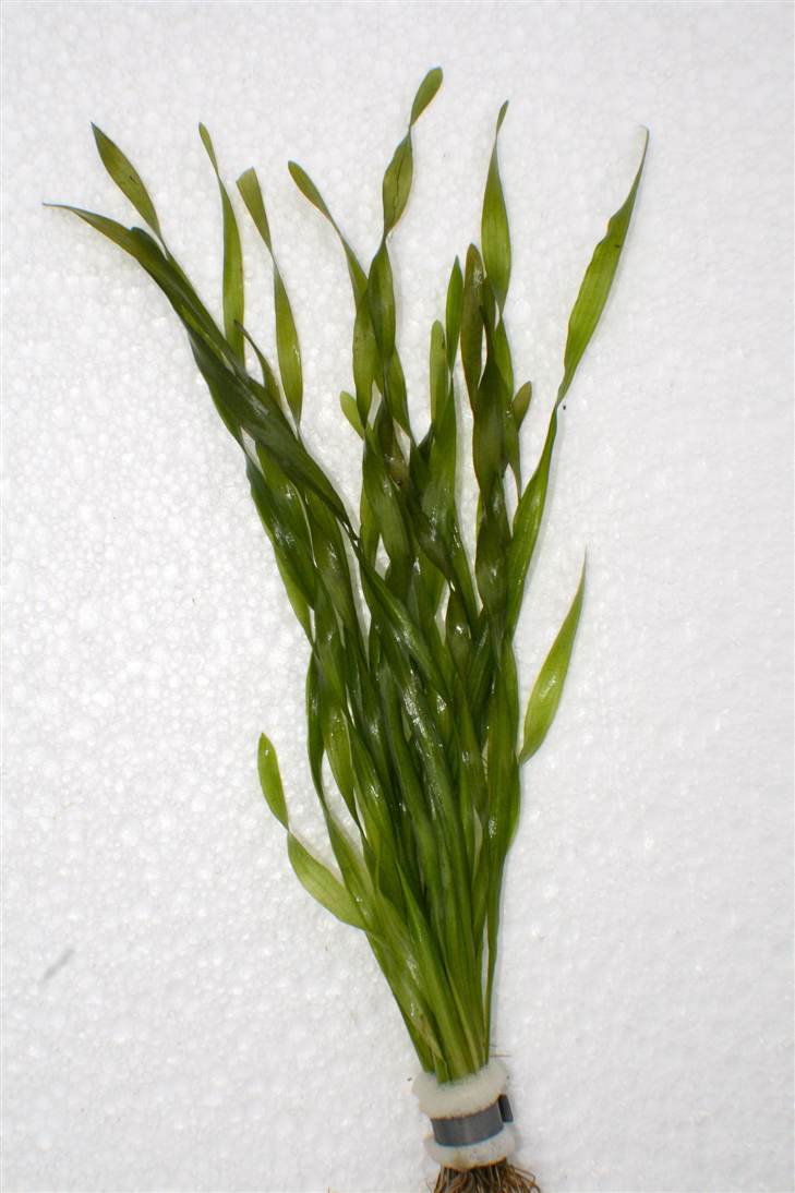 Vallisneria asiatica bundel